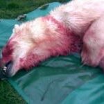 Polar bear1 thumbnail 150x150