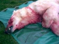 Polar bear1 thumbnail