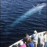 090623155914 ballenas 226x283 150x150