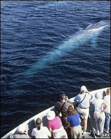 090623155914 ballenas 226x283