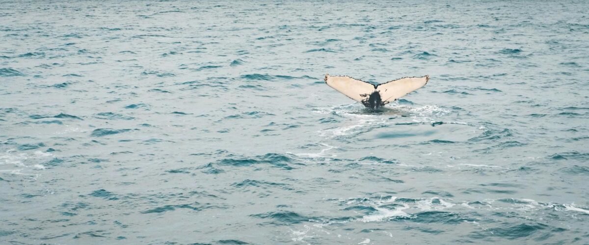 Apoya a las ballenas! en Islandia