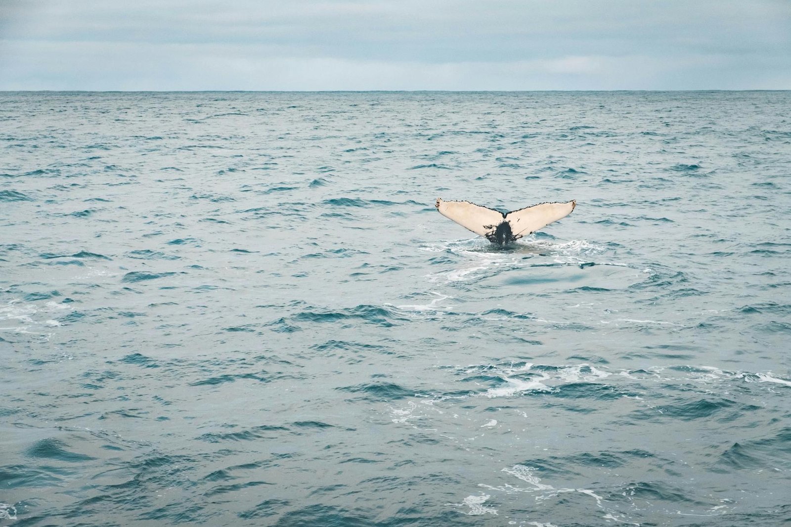 Apoya a las ballenas! en Islandia