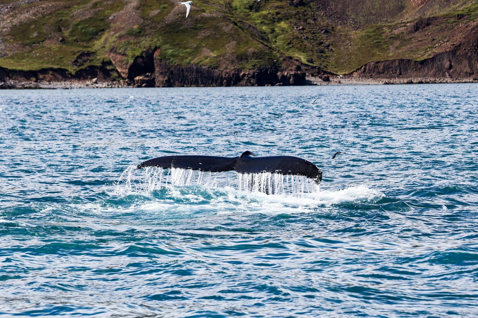Caza de ballenas en Islandia