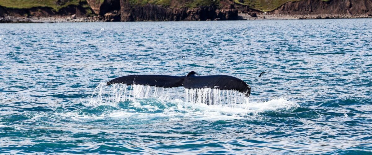 Chile protesta por caza de ballenas en Islandia