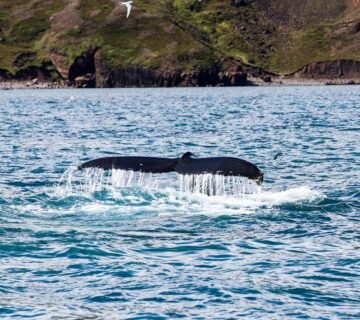 Islandia Detiene Matanza de Ballenas de Aleta