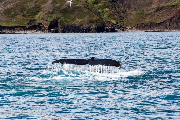 Islandia Detiene Matanza de Ballenas de Aleta