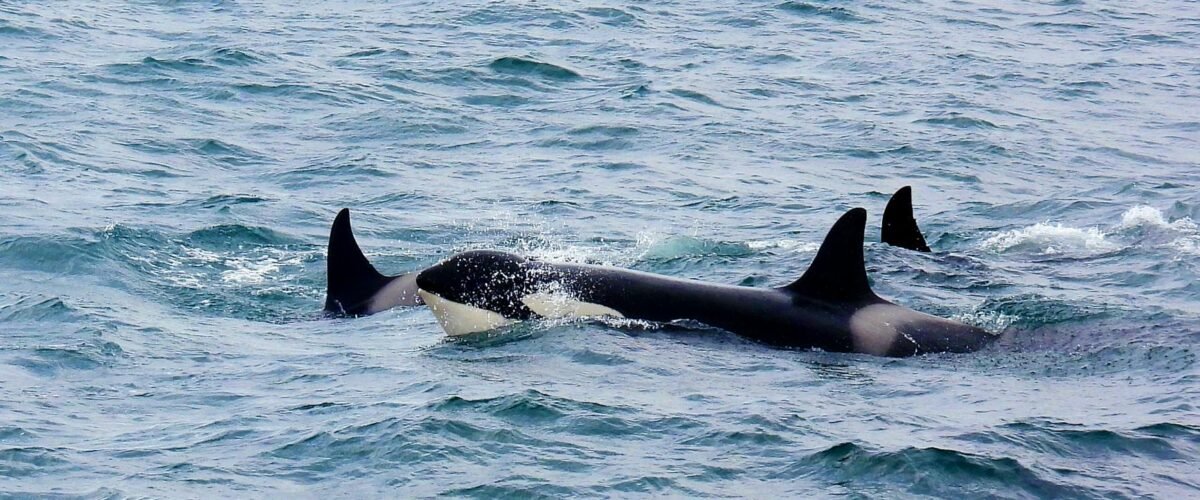 La caza de ballenas se abre en Islandia