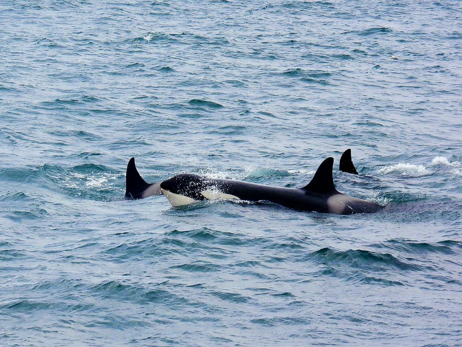 La caza de ballenas se abre en Islandia