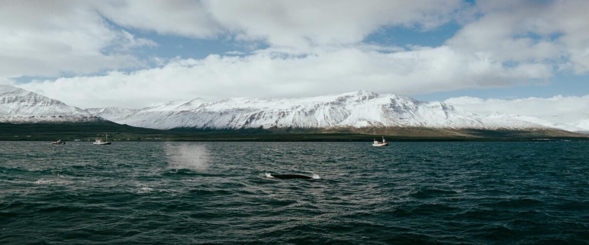 Salvar a las Ballenas en Islandia