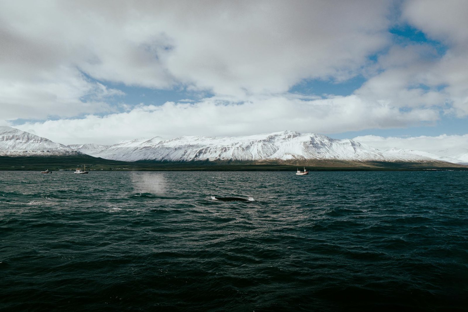 Salvar a las Ballenas en Islandia