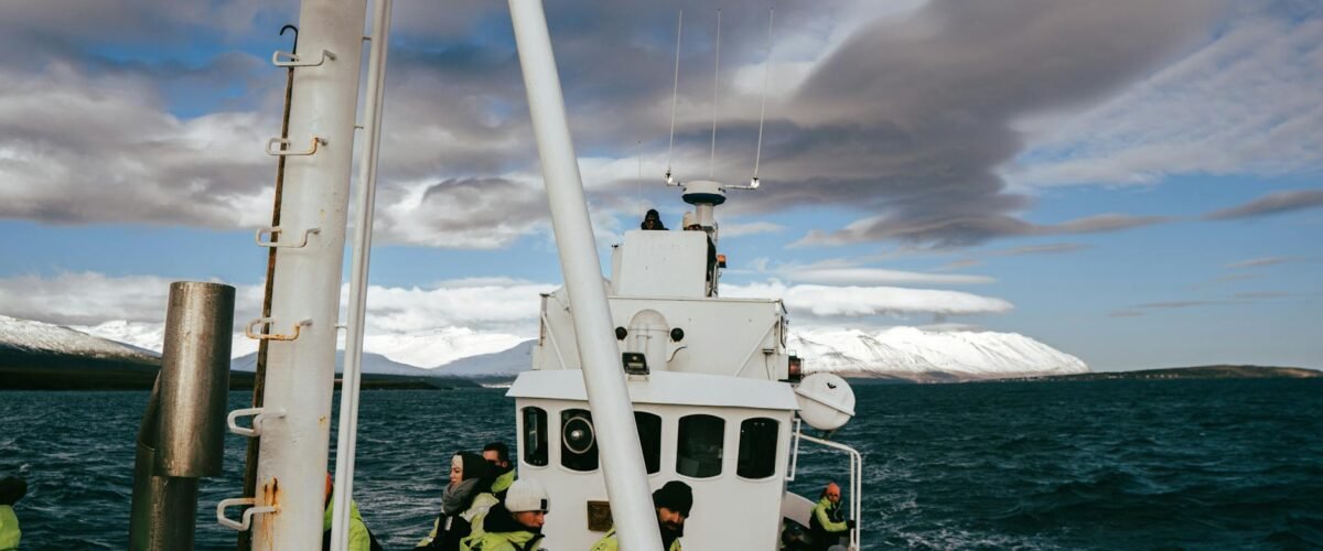 Whale watching en Islandia: todo sobre el avistamiento de ballenas