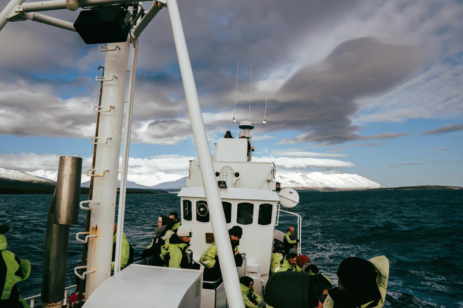 Whale watching en islandia todo sobre el avistamie
